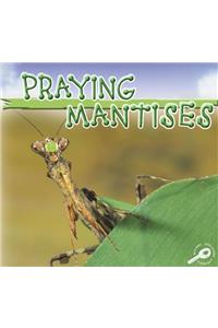 Praying Mantises