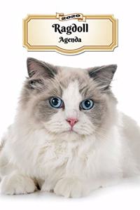 2020 Ragdoll Agenda