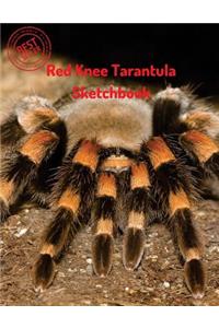 Red Knee Tarantula Sketchbook