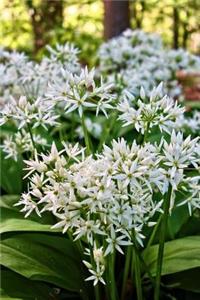 Allium Ursinum Ramsons Flowers Journal