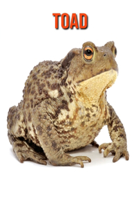 Toad