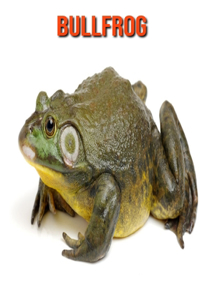 Bullfrog