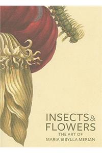 Insects and Flowers – The Art of Maria Sibylla Merian