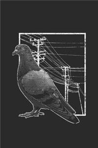 Pigeon With Electric Wire