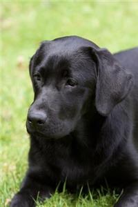 The Black Labrador Retriever Journal