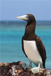 Brown Booby Seabird Journal