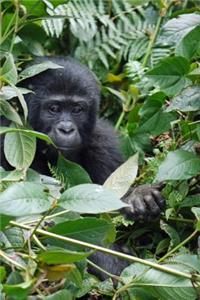 Peek-a-Boo Baby Gorilla Sees You Journal
