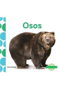 Osos (Bears) (Spanish Version)