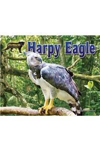 Harpy Eagle