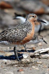 Red Knot Bird Journal (Calidris Canutus): 150 Page Lined Notebook/Diary