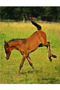 Baby Horse