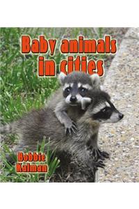 Baby Animals in Cities