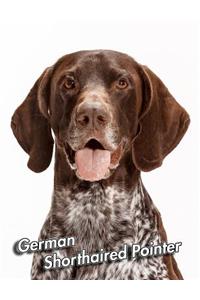 German Shorthaired Pointer