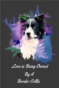 Love is Being Owned By a Border Collie