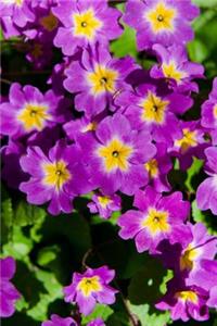 Illinois State Flower - Violet Journal