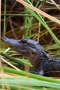 Baby Alligator in Florida, for the Love of Animals