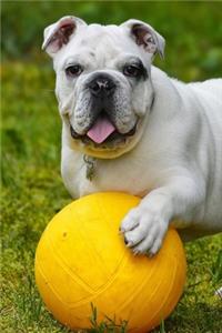 Delightful Little English Bulldog Puppy Playing in the Park Journal