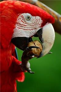 Scarlet Macaw Eating a Walnut Journal
