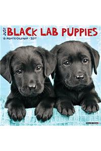 Just Black Lab Puppies 2017 Wall Calendar