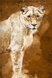 Lioness Sketchbook