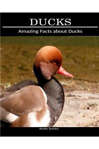 Amazing Facts about Ducks