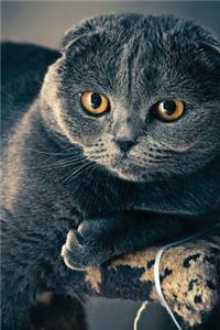 Notebook - Cat