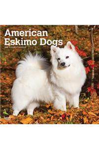 American Eskimo Dogs 2020 Square Wall Calendar