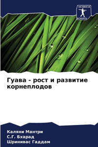 Гуава - рост и развитие корнеплодов