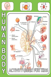 Human Body Activity Book For Kids