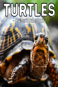 Turtles Calendar 2022