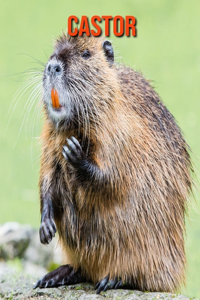 Castor
