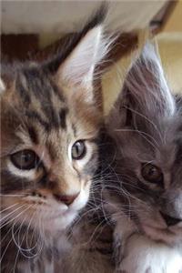 Lovely Little Maine Coon Kittens Portrait Journal