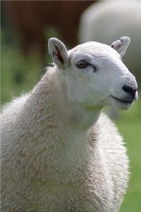 A Charming Wooly White Ewe Sheep Country Life Journal