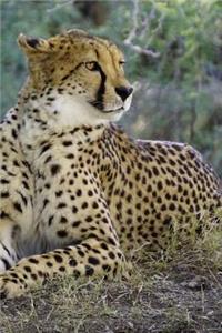 Beautiful Resting Cheetah African Big Cat Journal