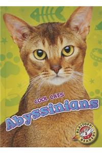 Abyssinians