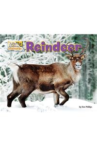 Reindeer