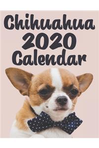 Chihuahua 2020 Calendar