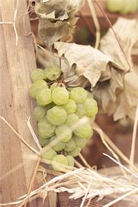 Autumn Grapes in the Vineyard Journal