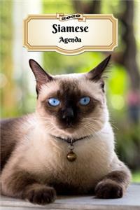 2020 Siamese Agenda