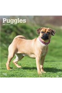 Puggles 2020 Square