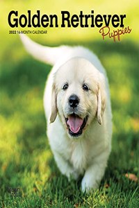 Golden Retriever Puppies 2022 Mini