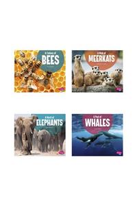 Animal Groups