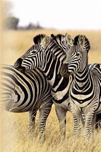 Baby Zebras