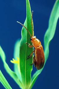 Insect School Composition Book Flea Beetle On Leaf Entomology