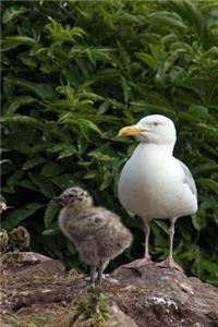 Herring Gull Mother with her Baby Chick Bird Journal