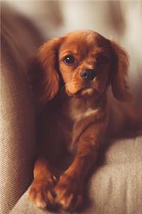 A Super Cute Little Red Brown Spaniel Puppy Dog Pet Journal