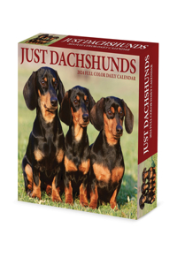 Dachshunds 2024 6.2 X 5.4 Box Calendar