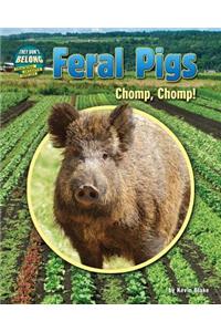 Feral Pigs