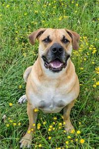 Boerboel Dog Sitting in the Wildflowers Journal