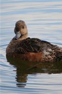 Eurasian Wigeon Duck (Anas Penelope) Journal